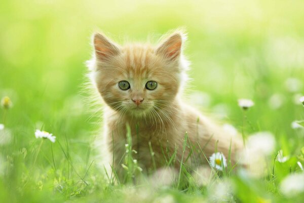 Pequeño gatito rojo en el verano en el país