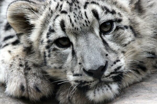 El leopardo de las Nieves acecha. Irbis en la naturaleza