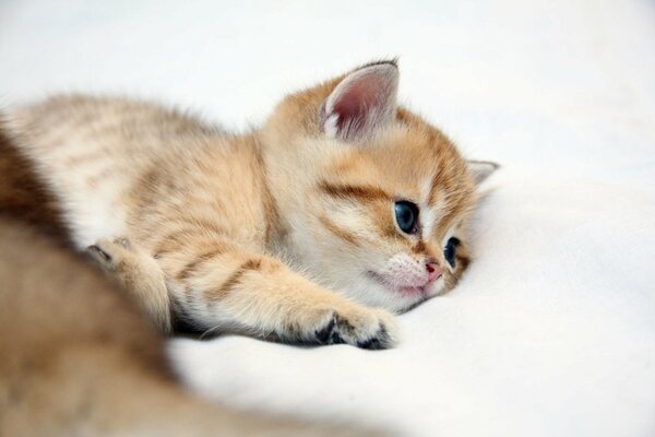 Petit chaton rayé se trouve