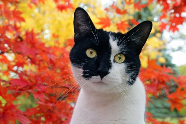 Hermoso gato de dos tonos contra un fondo de árboles amarillentos