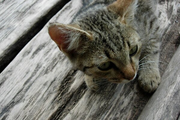 Grey kitty is lying on the wooden floor