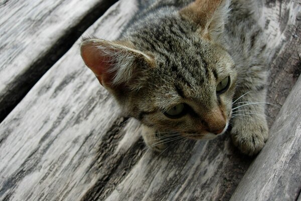 Szary kotek leży na drewnianej podłodze