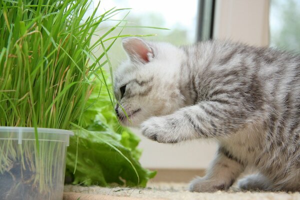 Gatito comiendo hierba