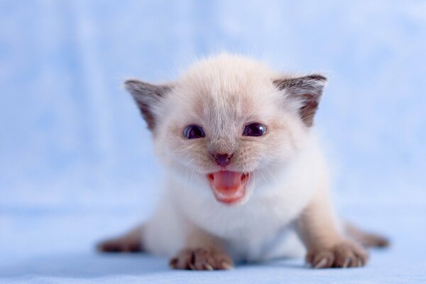 El pequeño gatito blanco tiene miedo