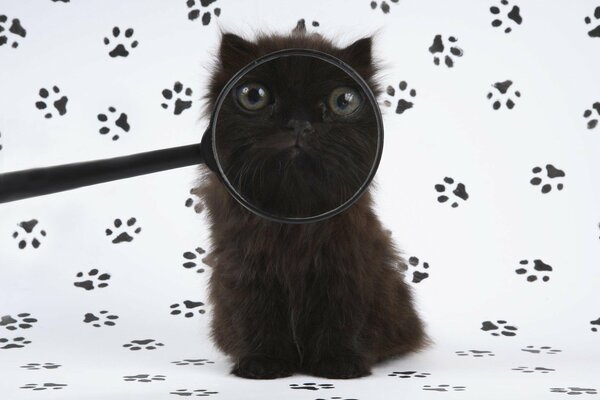 Czarny kot patrzy przez lupę