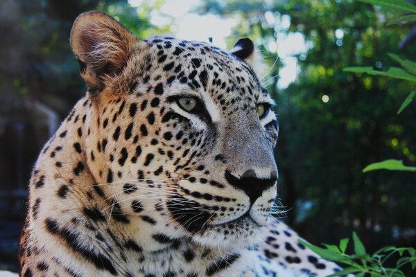 Der Leopard sitzt anmutig auf dem Bett