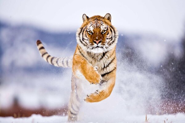 Tigre de invierno en un hermoso salto