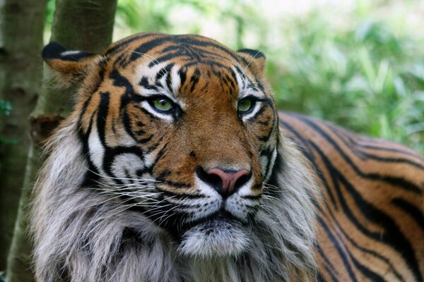 Hermoso tigre con una mirada seria