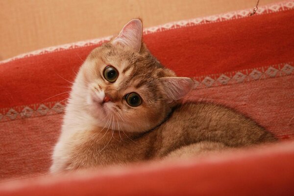 Hermoso Gato en una cama rosa