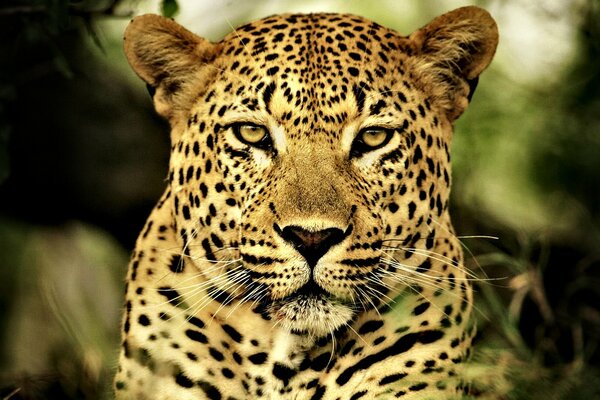 The wild leopard s gaze is mesmerizing