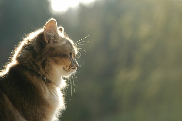 Der Blick einer pelzigen Katze im Profil