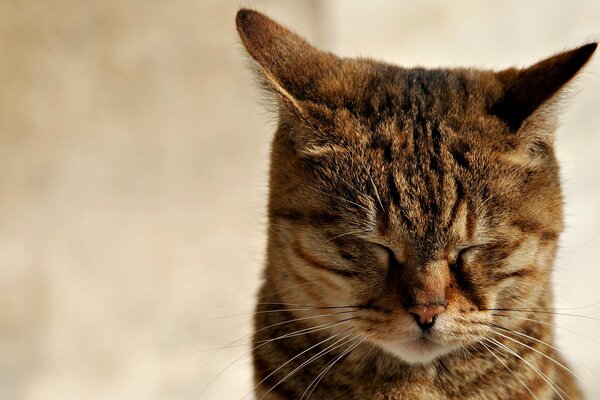 Filka cuando lo regaño) cerró los ojos y los oídos devolvió el gato pelirrojo astuto en Zen