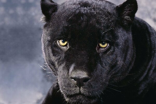 Die Augen des schwarzen Panthers der Katze