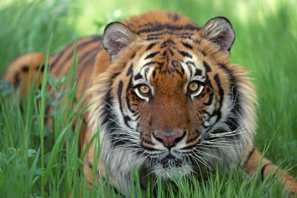 The look of a tiger in ambush in the grass