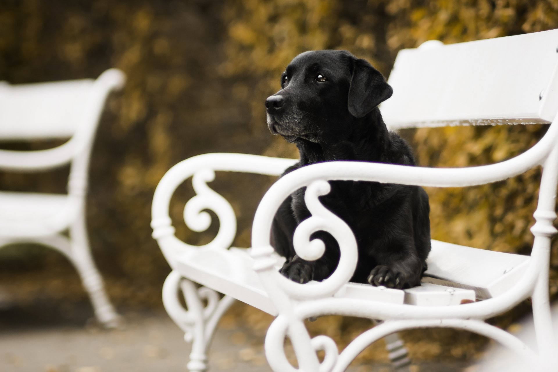 cane panchina autunno