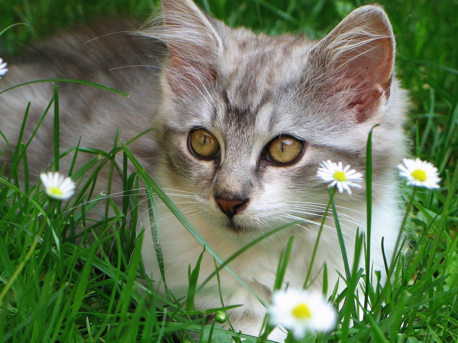 katzen tiere freude