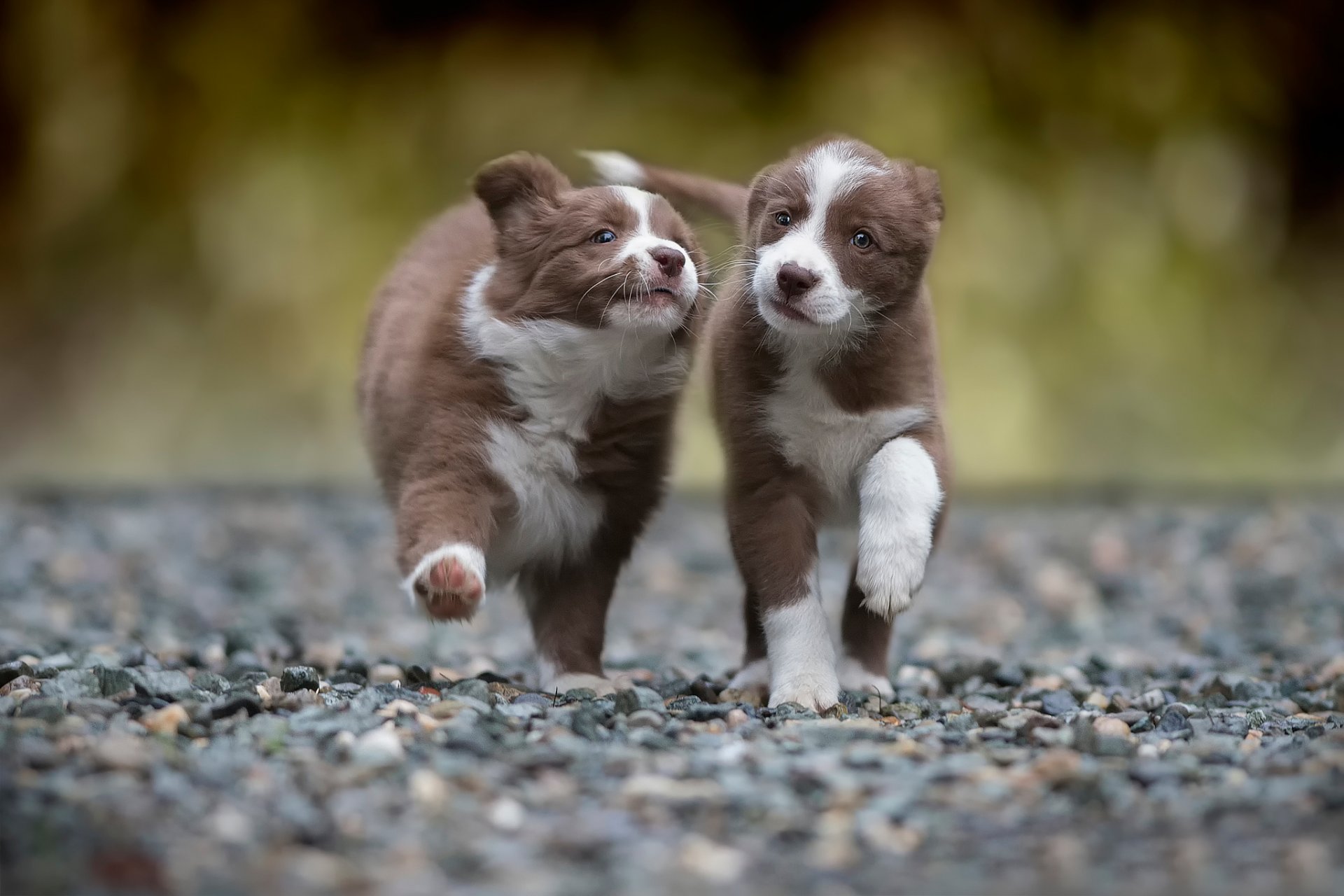 two puppy running