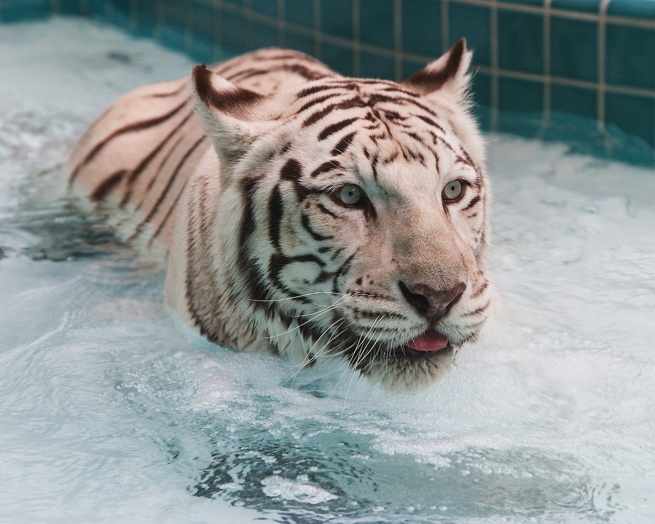 tigre blanco agua