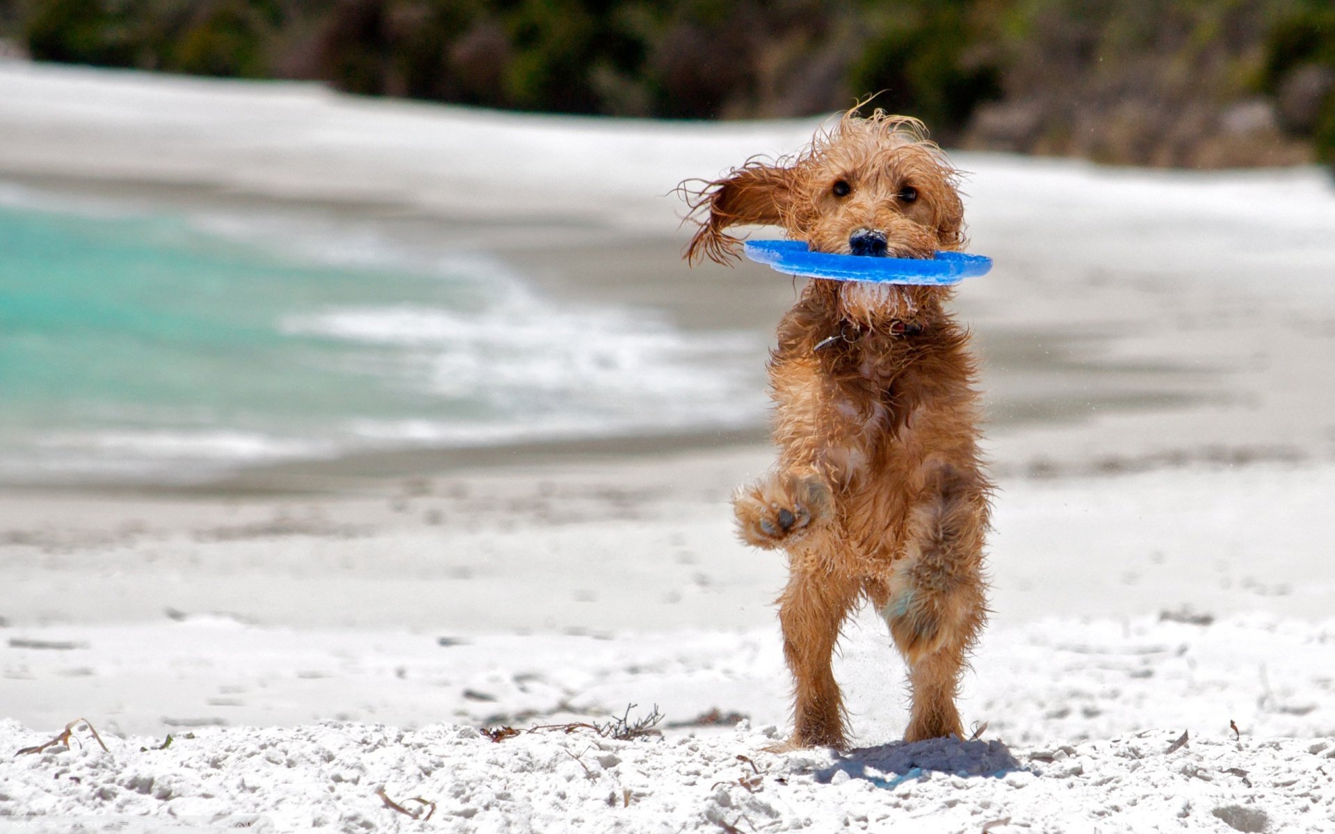 cane amico mare spiaggia gioco bagnato sfondo carta da parati widescreen a schermo intero widescreen widescreen gioco bagnato