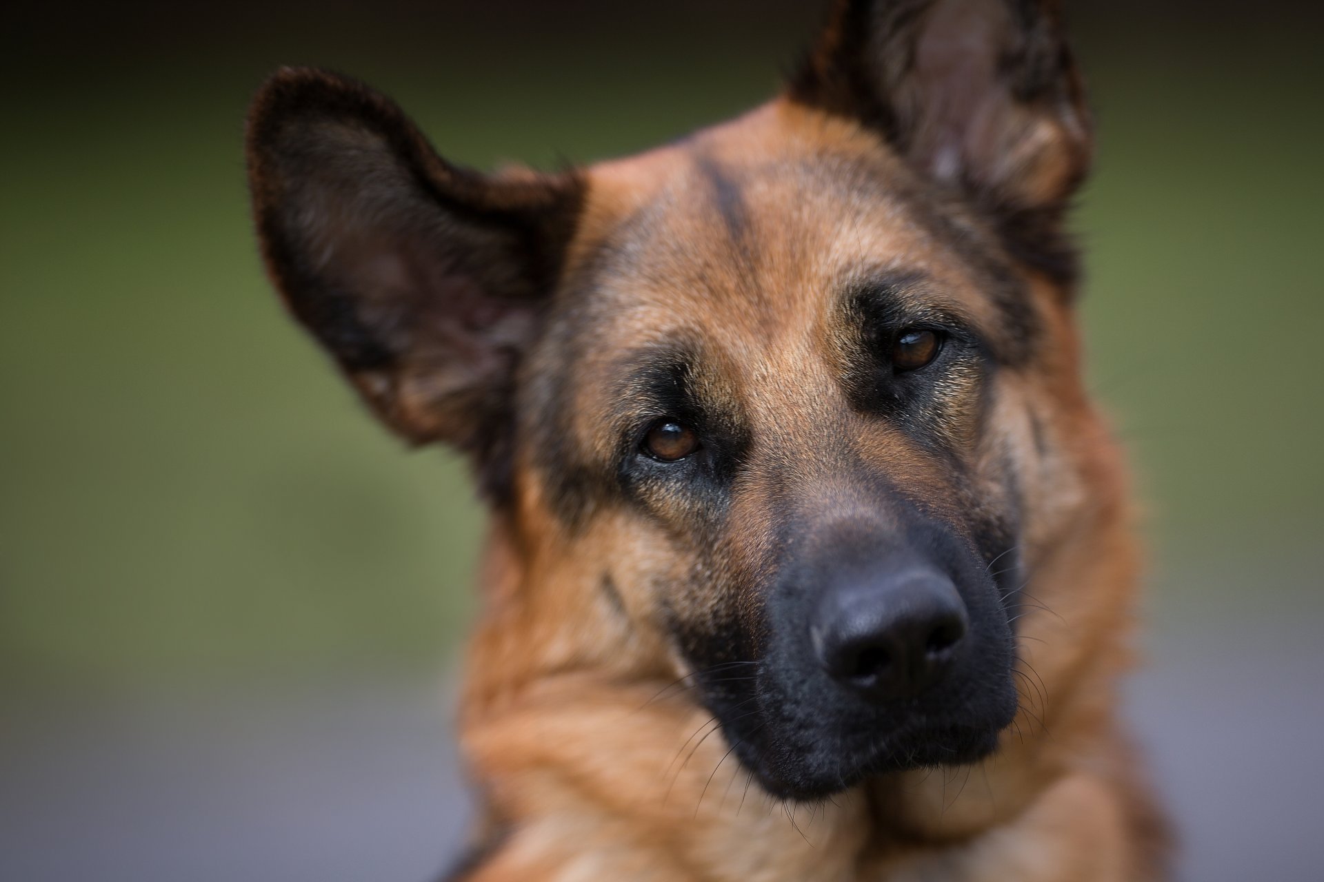 berger allemand berger chien museau vue portrait