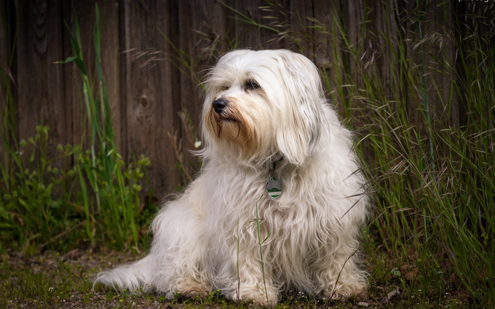 cane sguardo amico