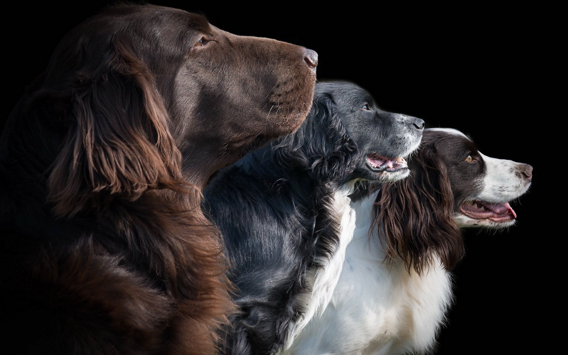 perros amigos fondo