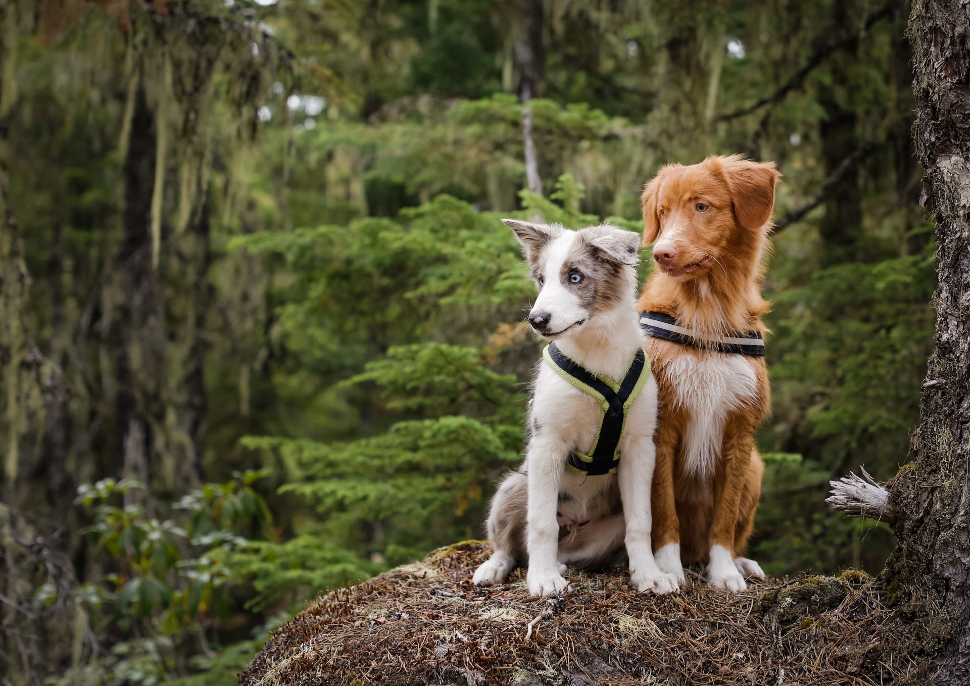 dogs couple forest