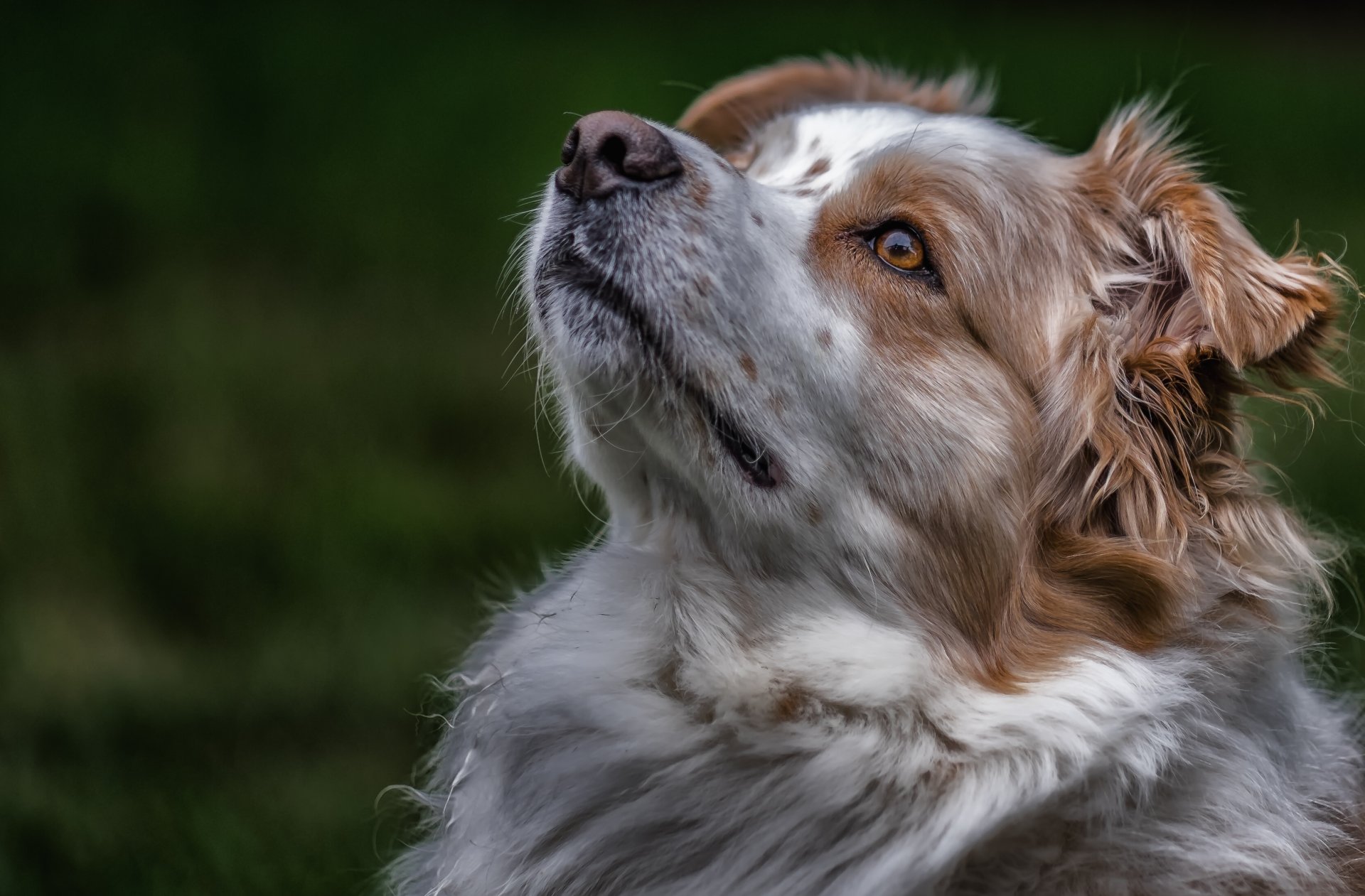 australian shepherd aussie dog face portrait