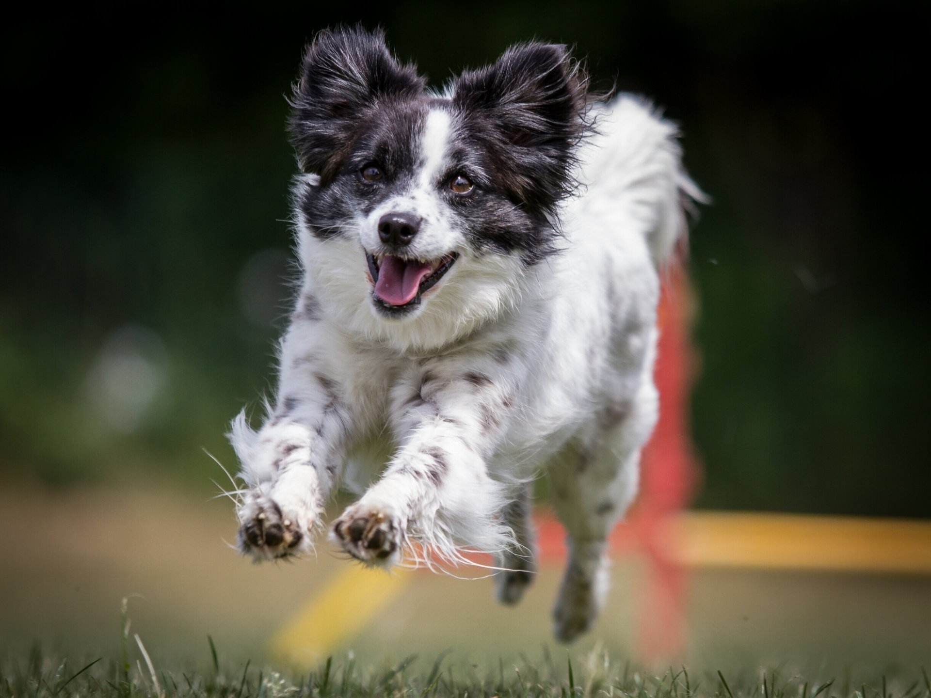 dog happiness mood