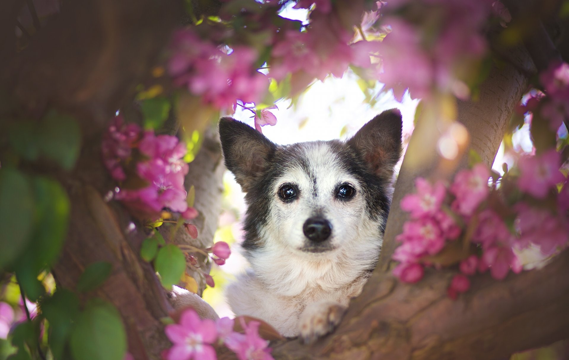 perro hocico vista árbol flores