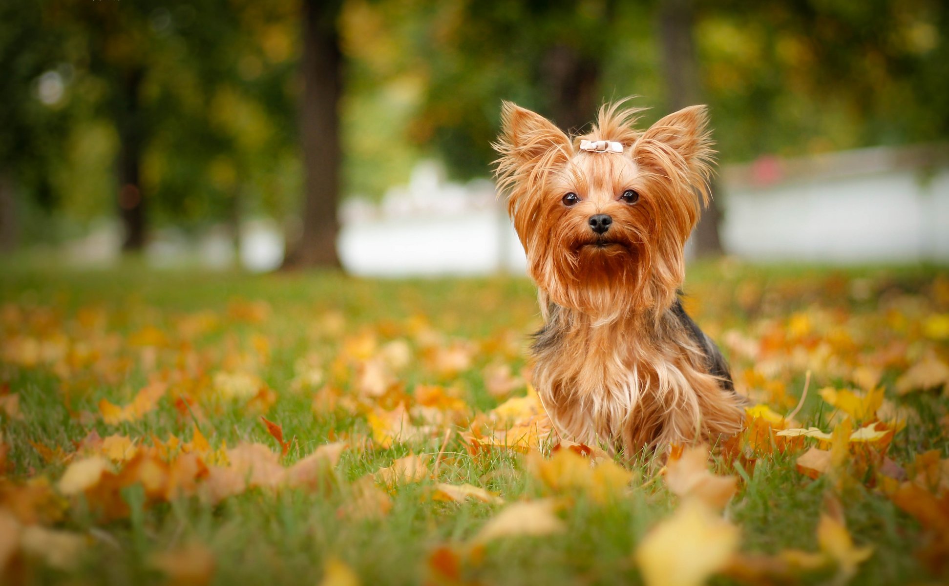 yorkshire terrier new york dog leaves autumn