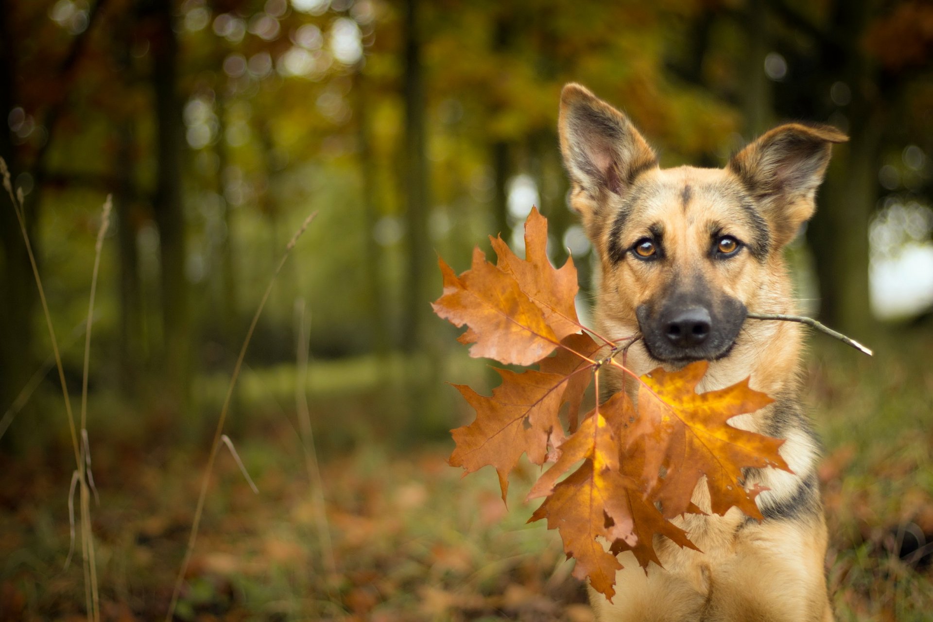 perro mirada amigo otoño