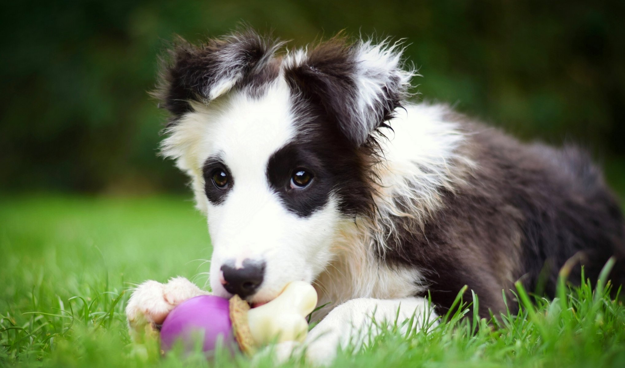 border collie cane cucciolo giocattolo