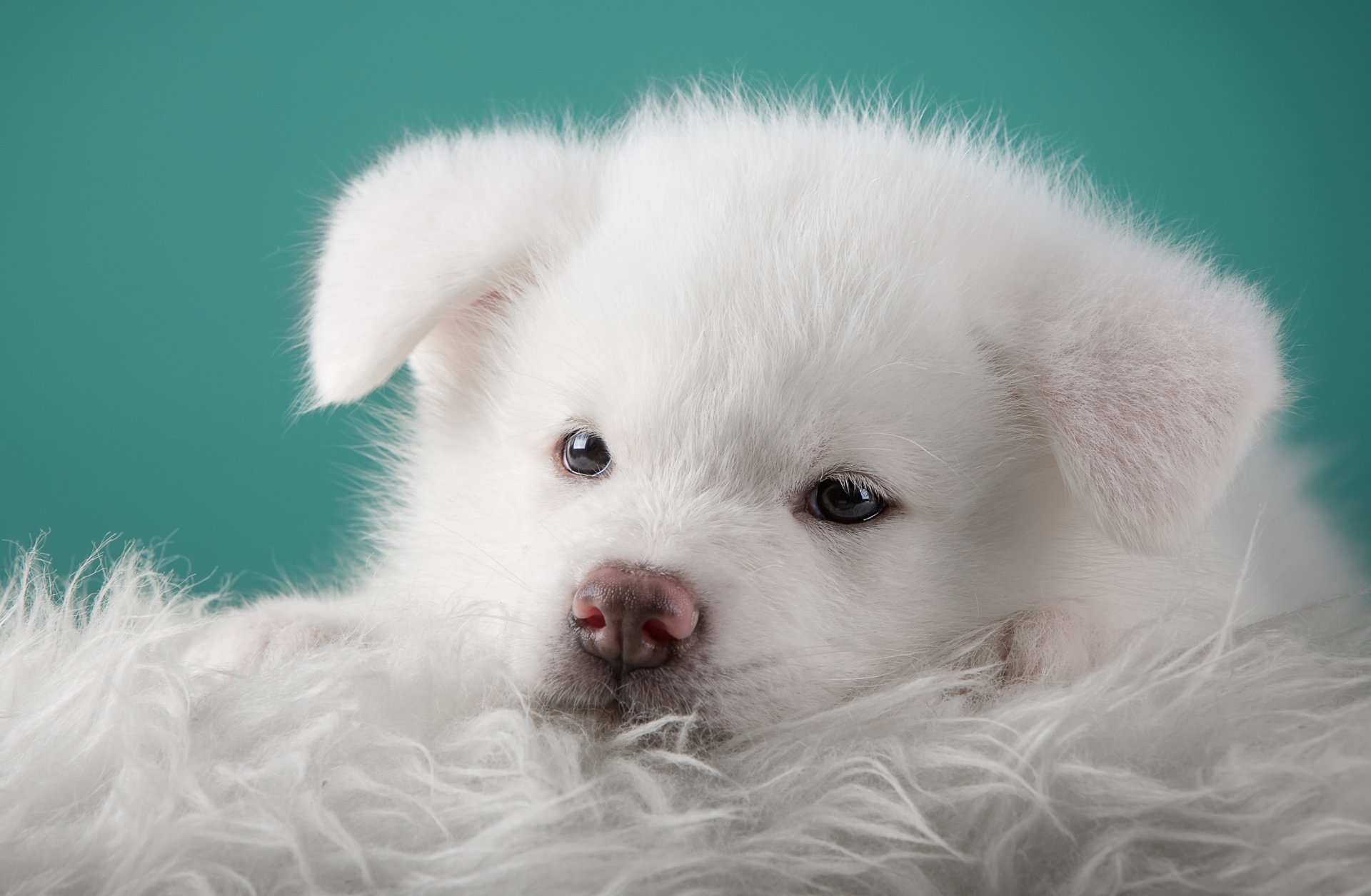 akita japoński szczeniak biały portret pysk