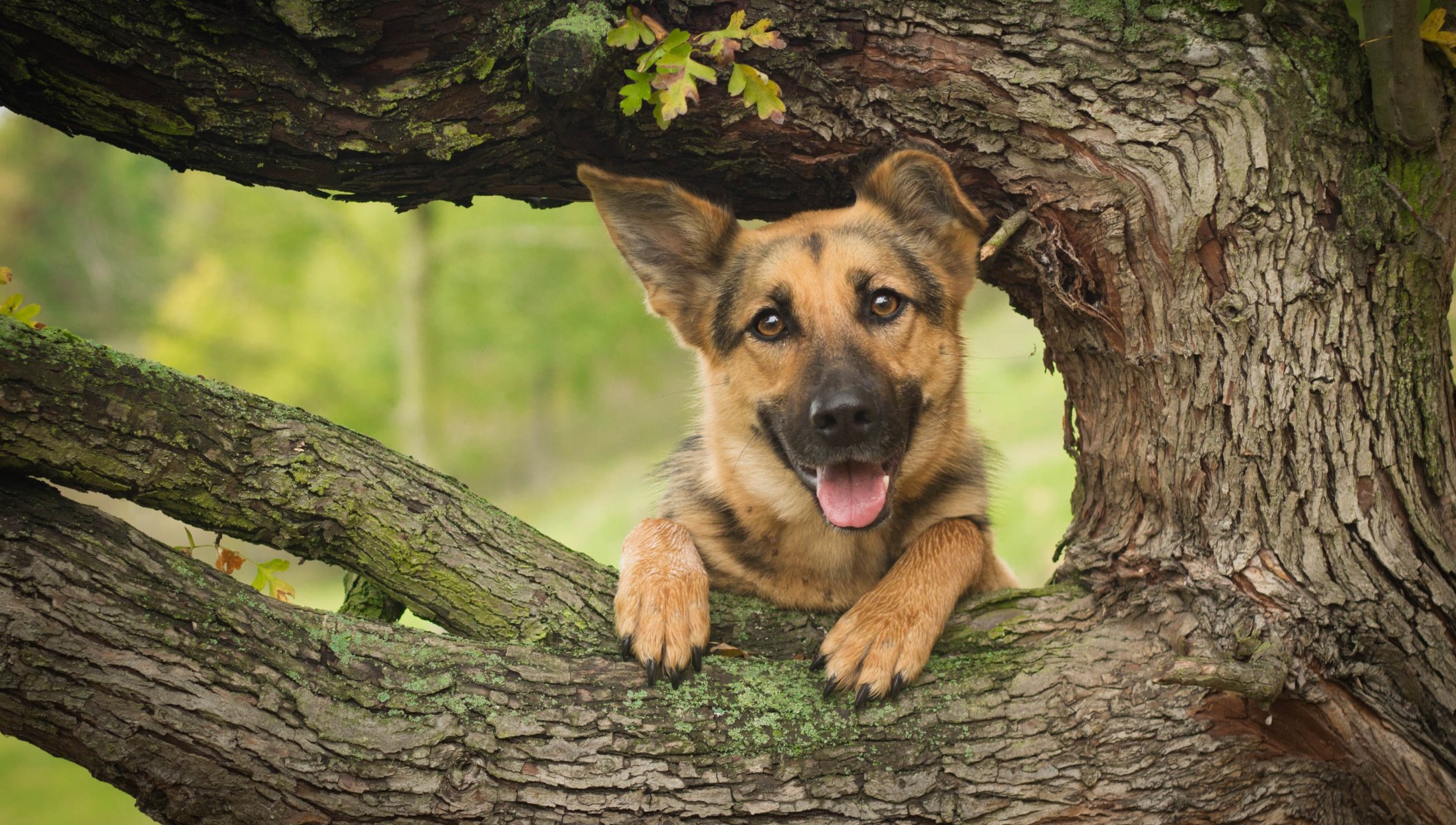 pastore tedesco pastore cane muso albero