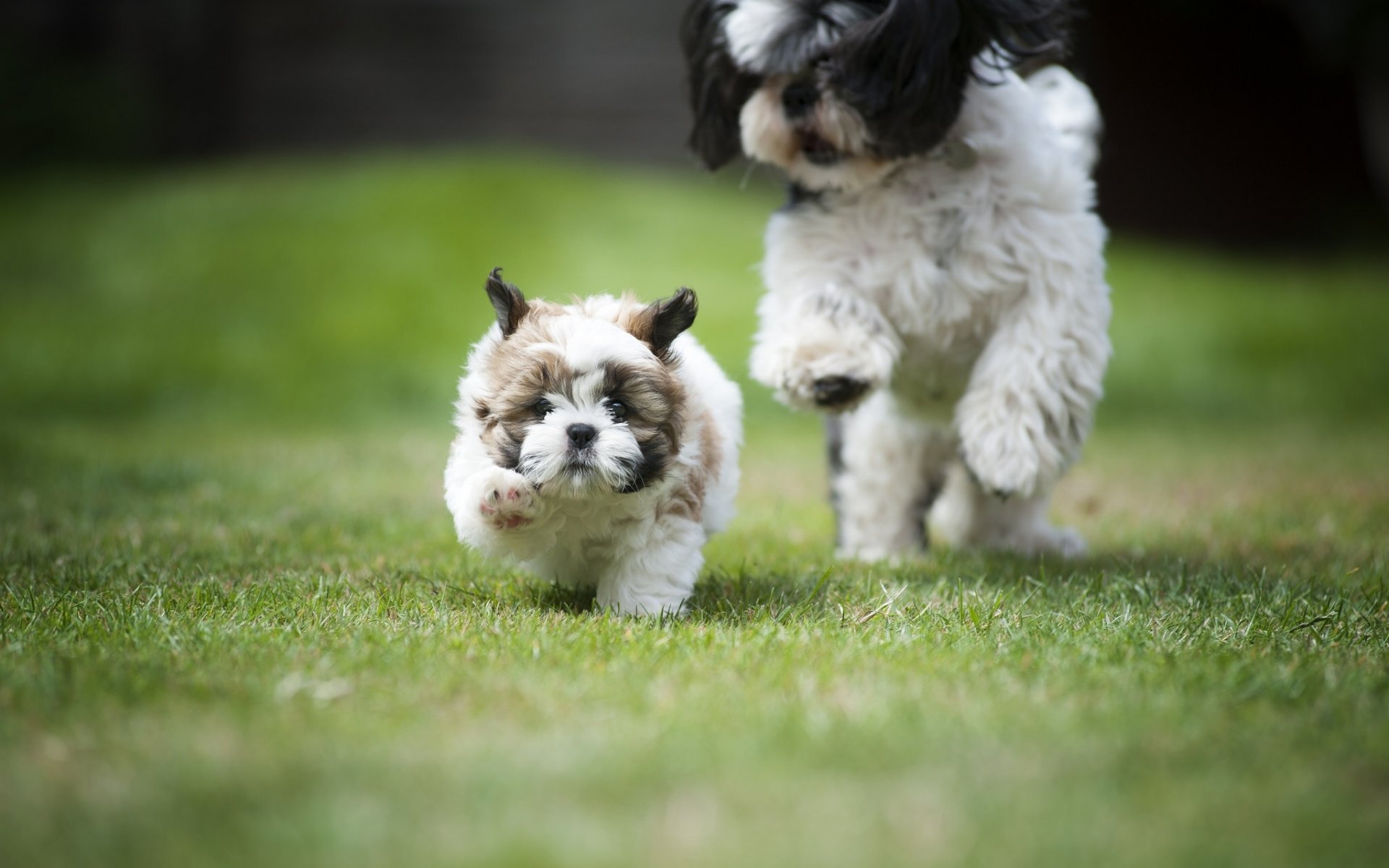 shih tzu hunde welpen aufholjagd