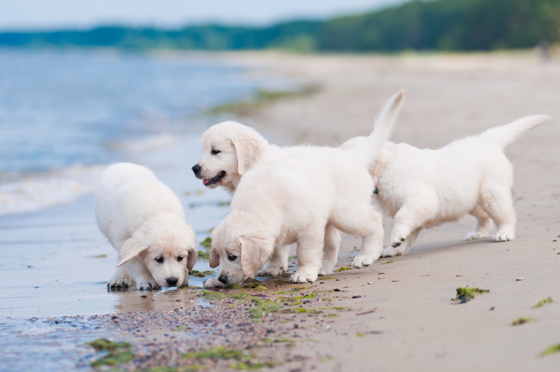 cani cuccioli quartetto spiaggia