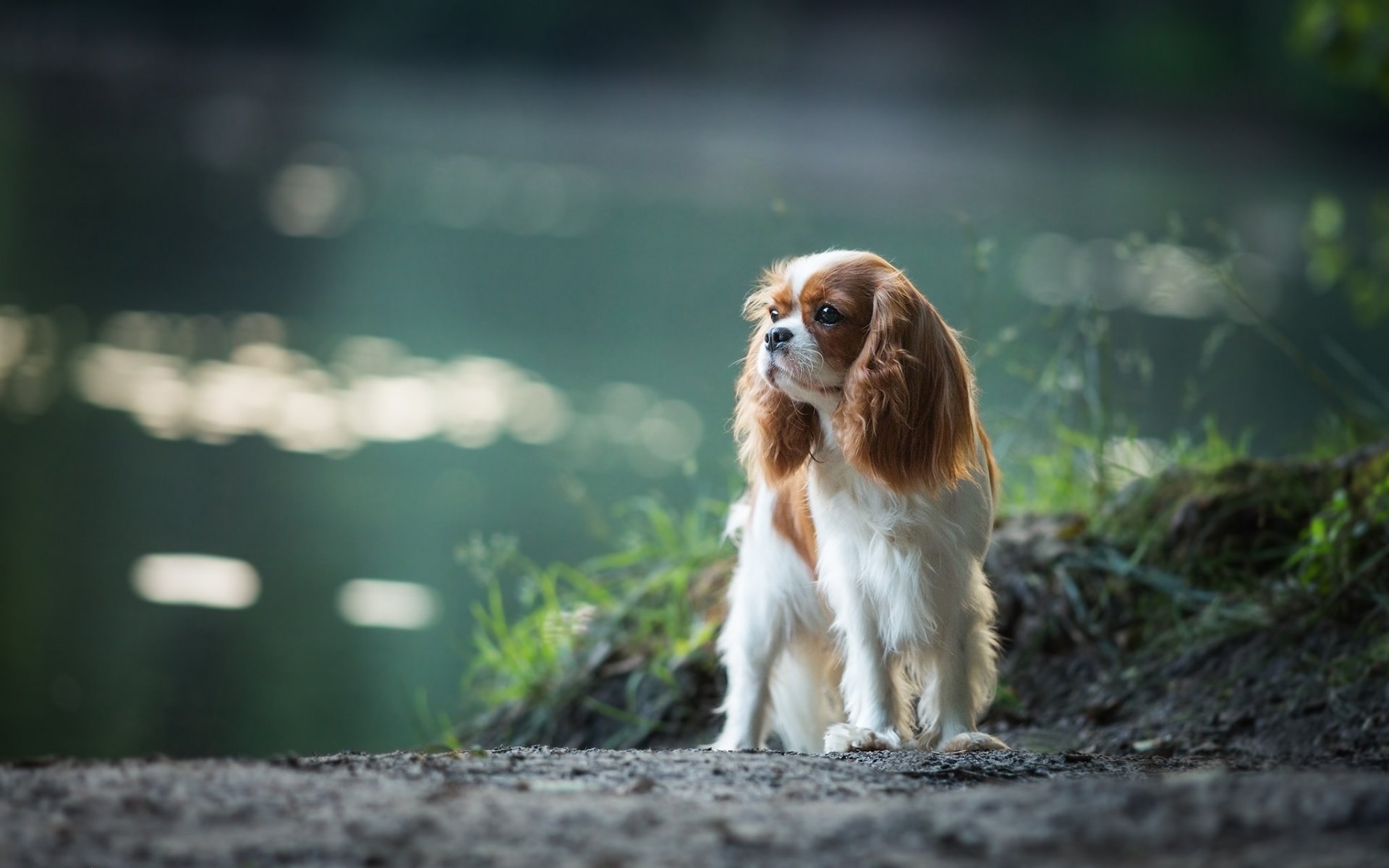 cavalier king charles spaniel spaniel cane