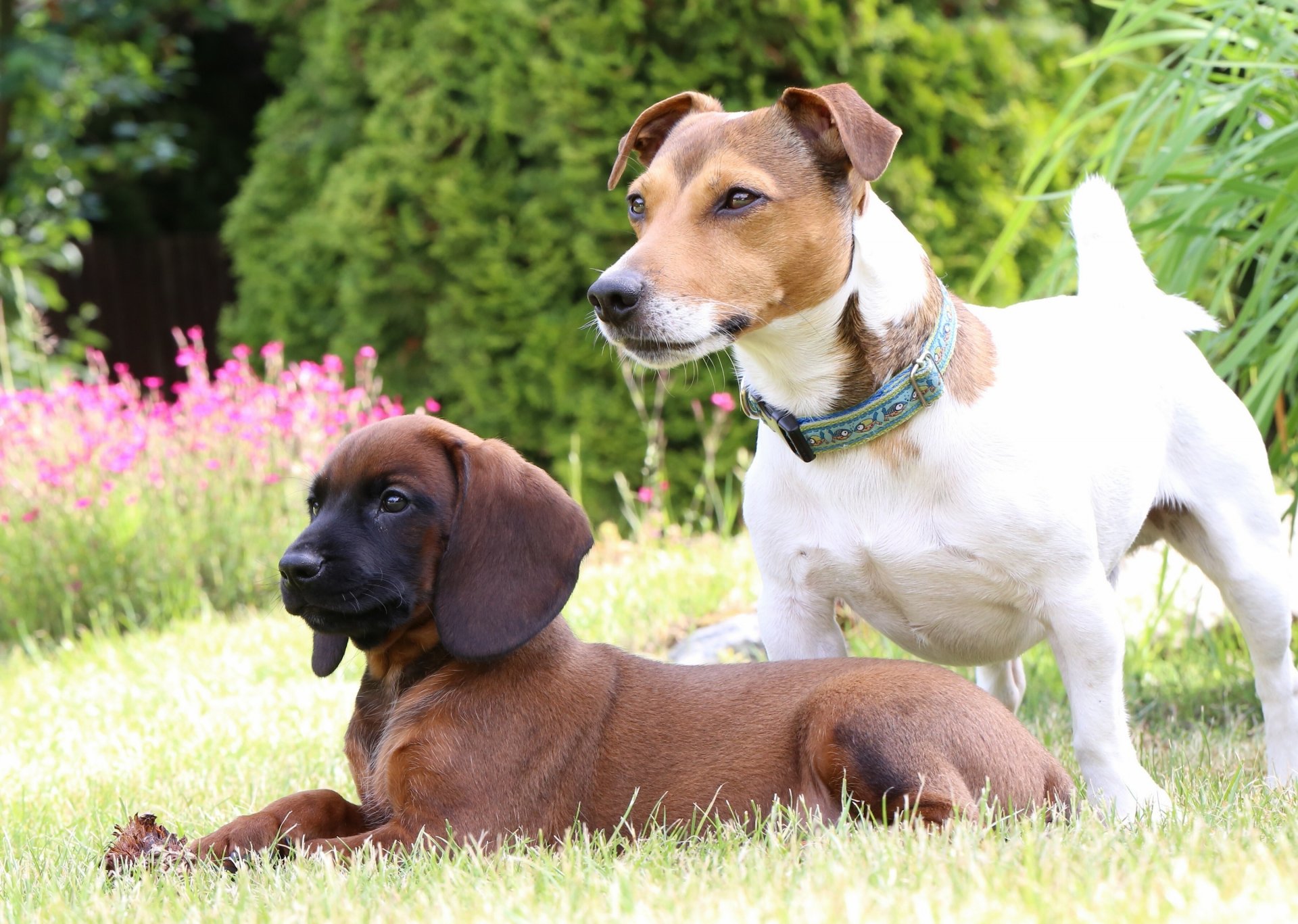 bavarian mountain hound jack russell terrier dogs puppy lawn