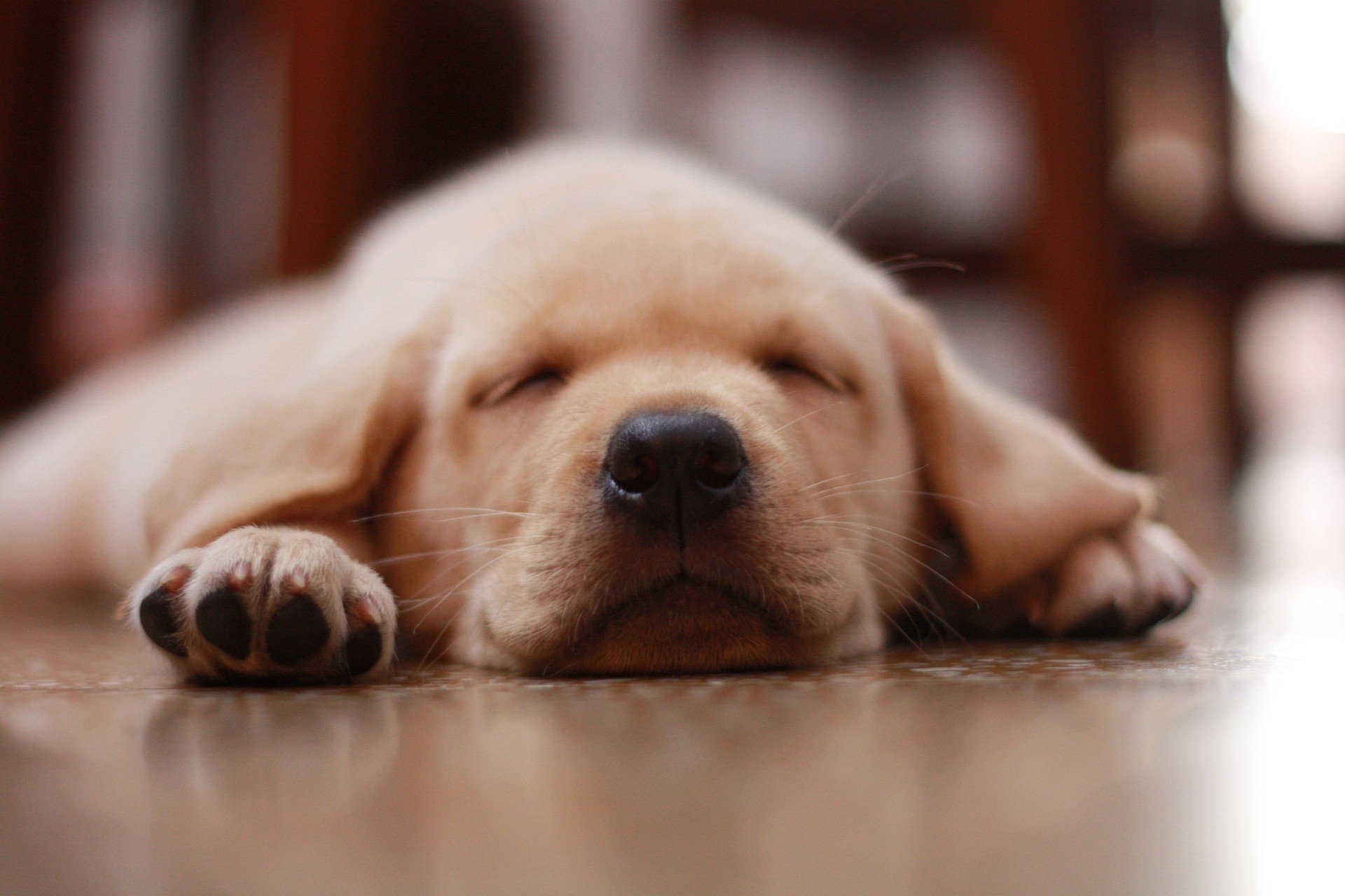 chien chiot nez étage étage