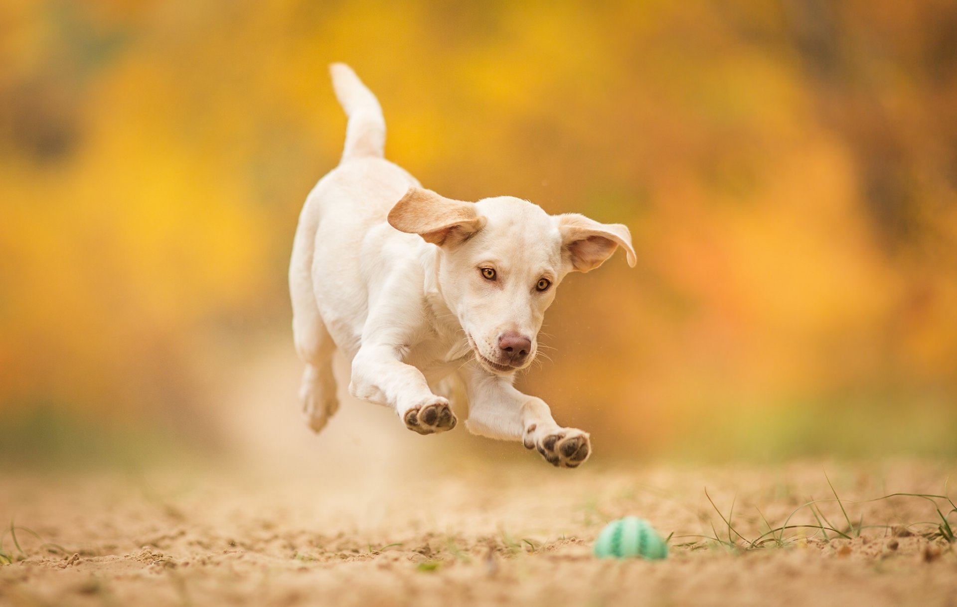 cane cucciolo palla gioco salto