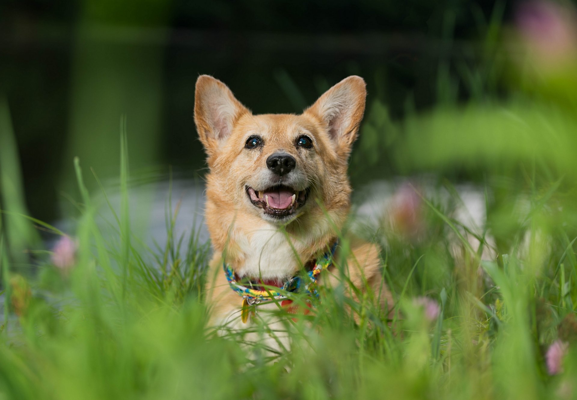 corgi gallese cane muso umore erba