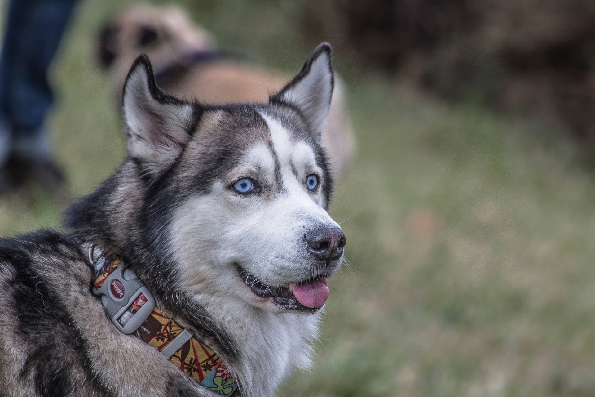 husky collare sguardo