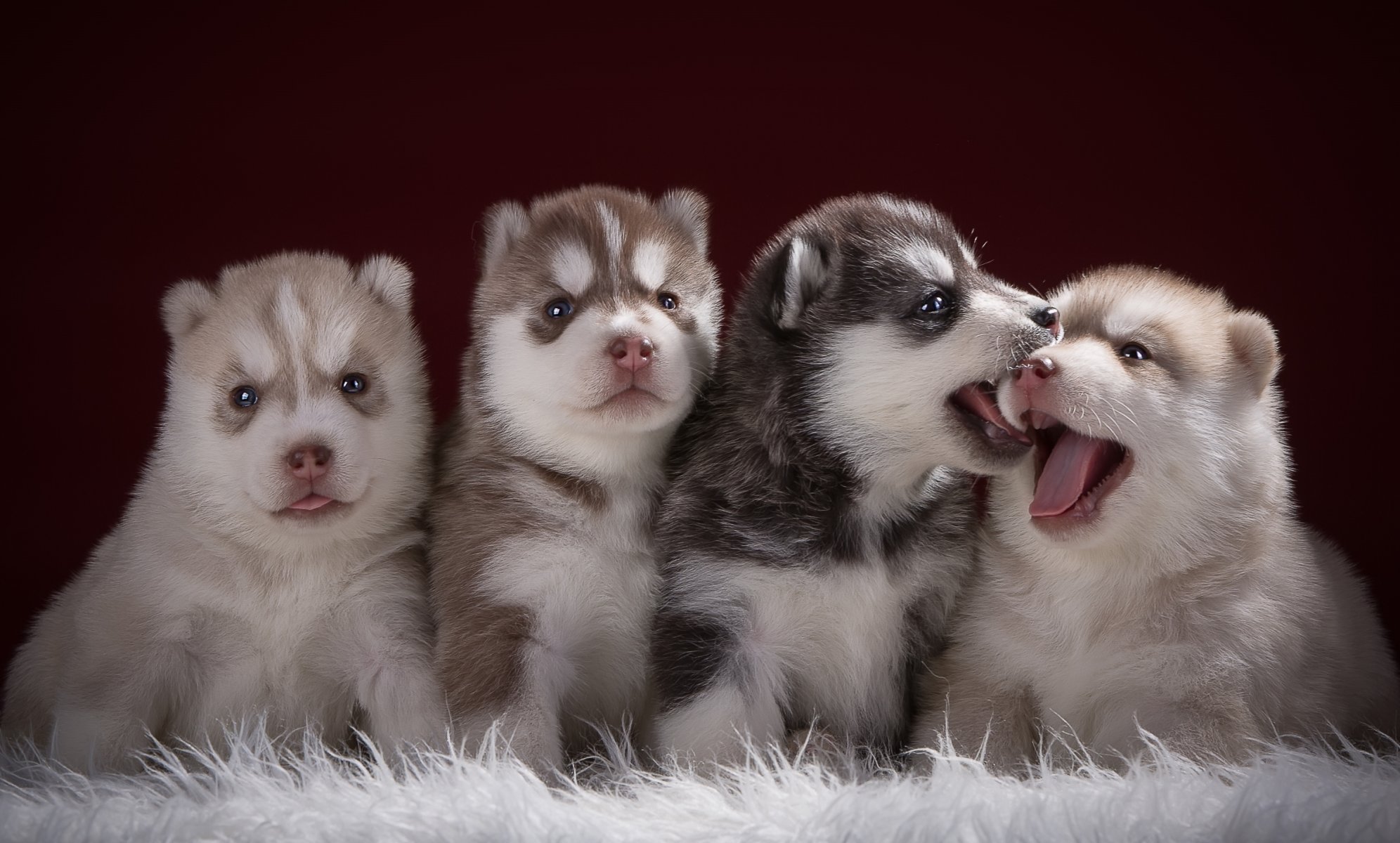 husky quartetto cuccioli lingue divertenti