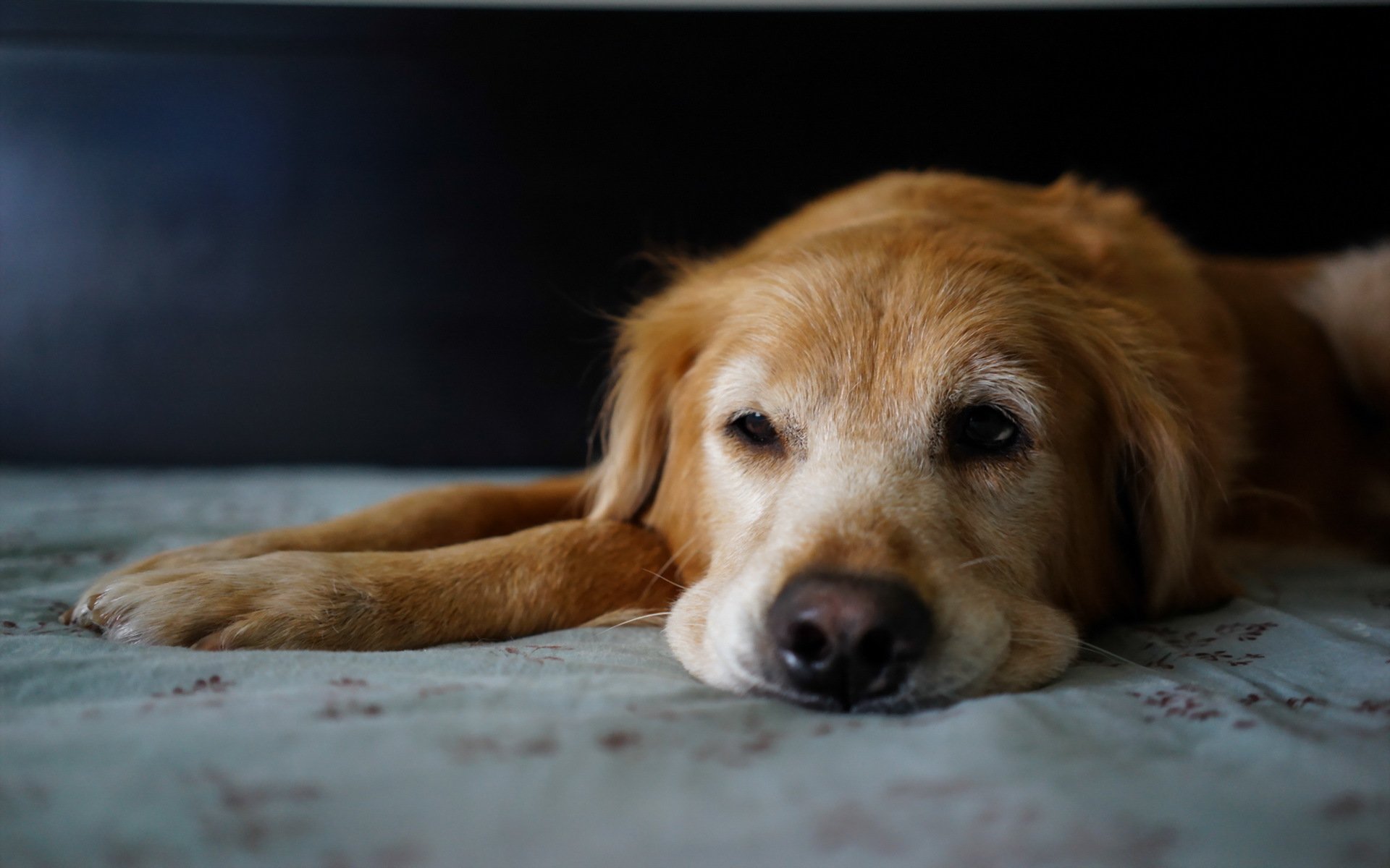 chien regard ami