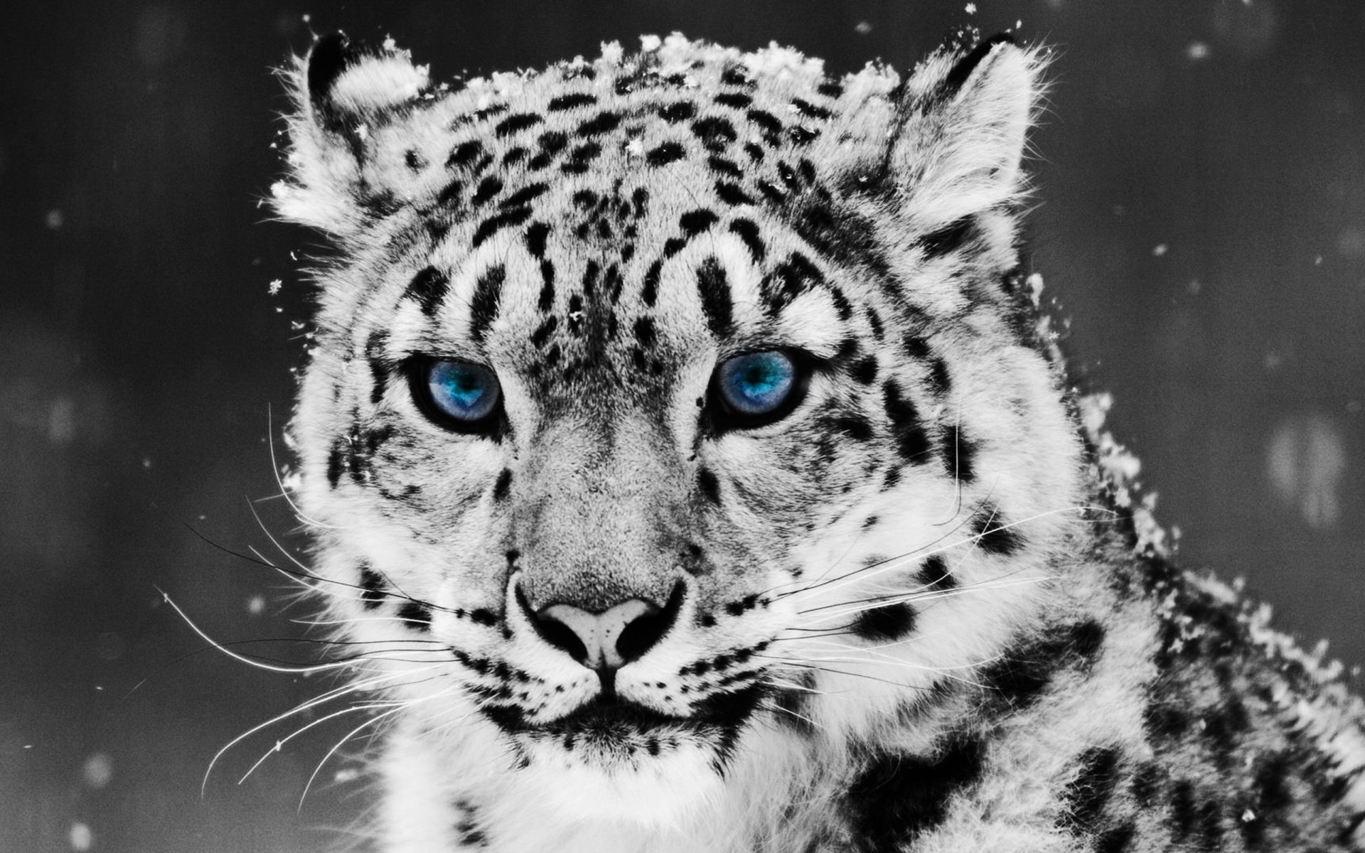 neve irbis leopardo delle nevi