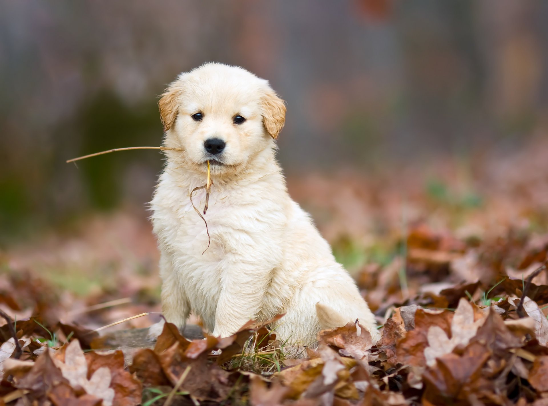 hund welpe niedlich weiß herbst blätter gefallene strohhalme