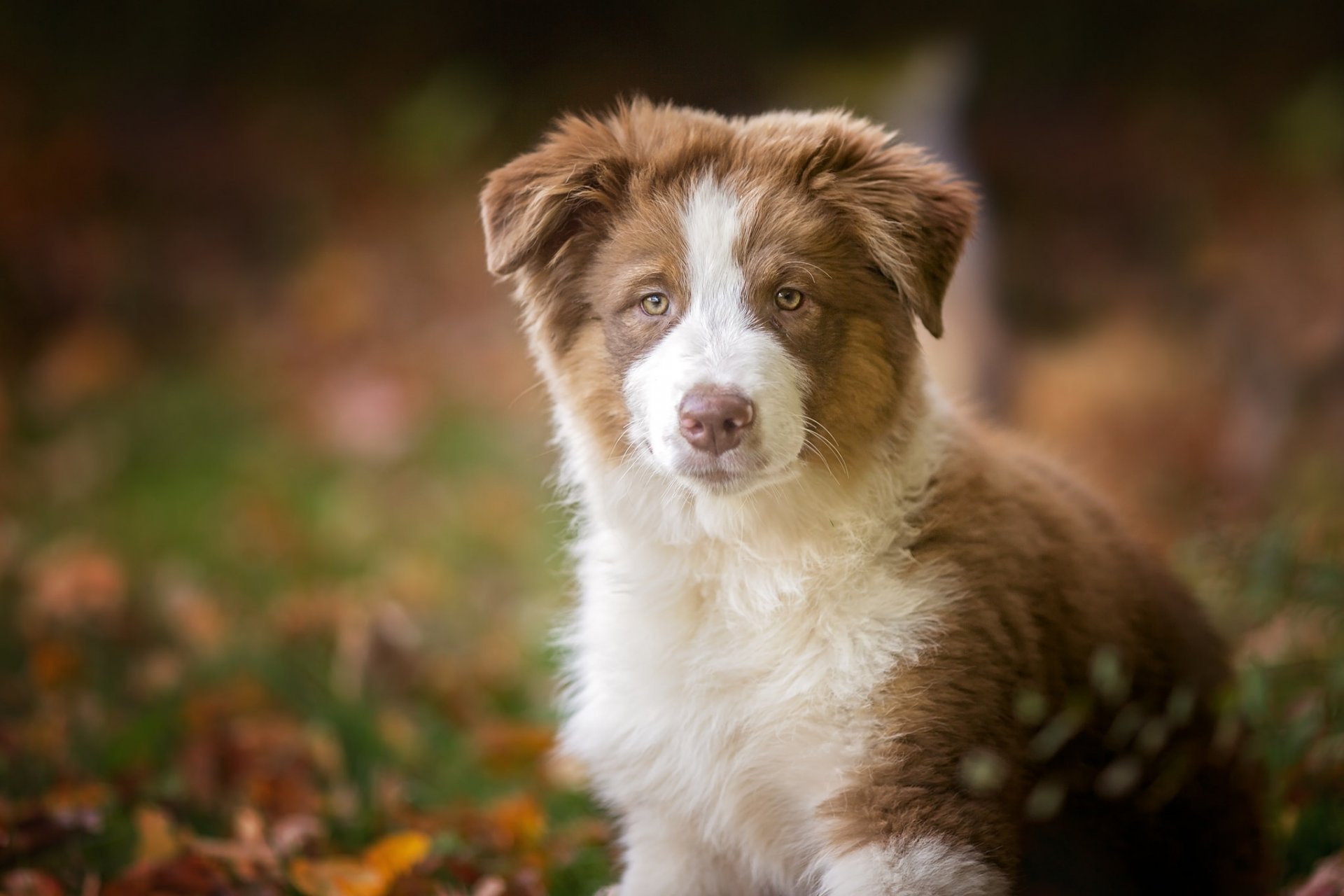 berger australien aussie chien chiot vue