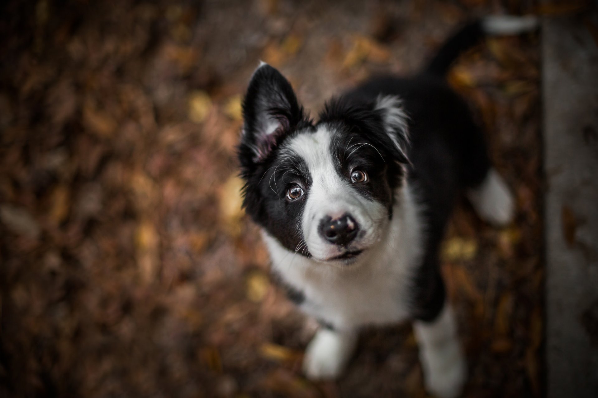 perro cachorro mirada