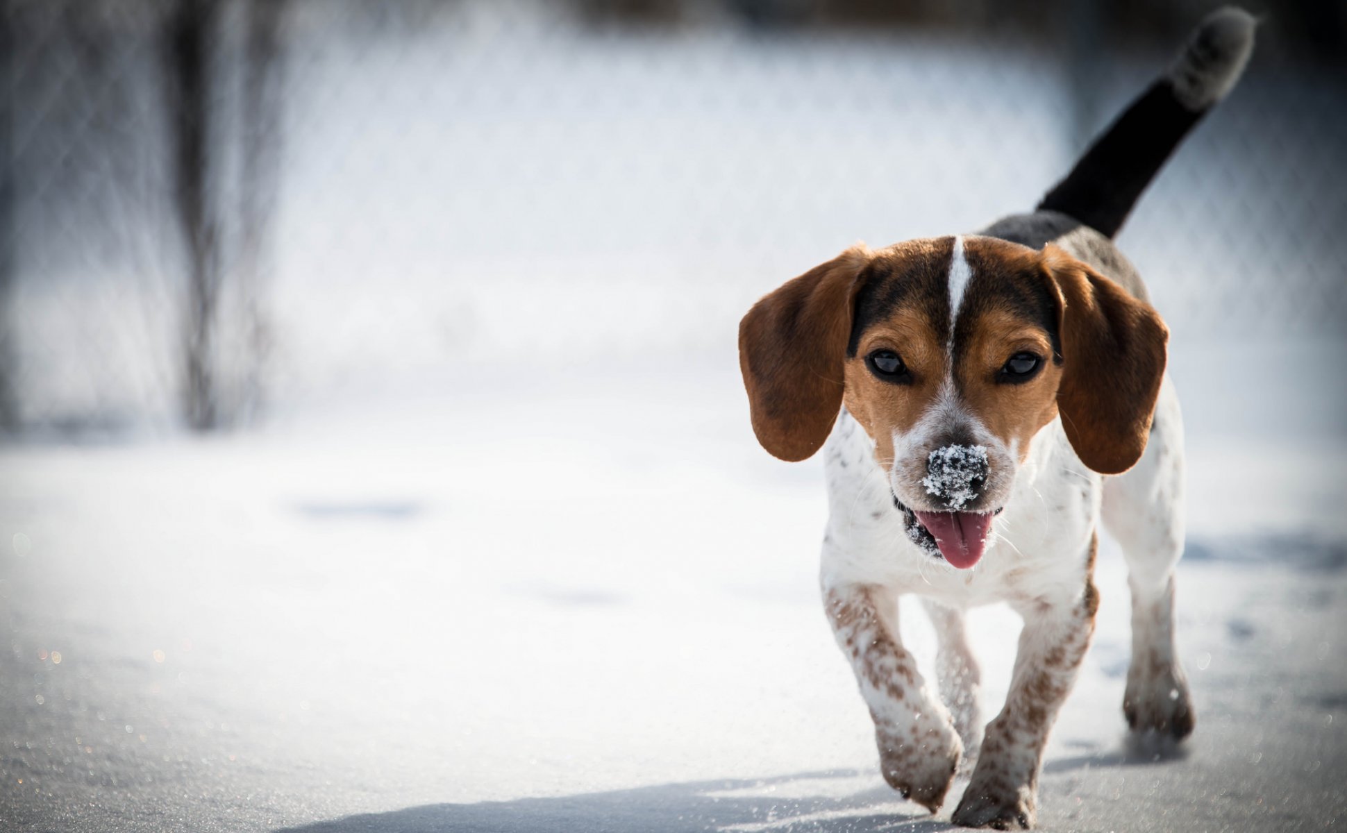 beagle dog snow